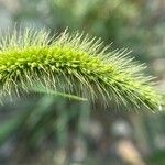 Setaria viridis ഫലം