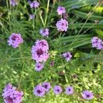 Verbena bipinnatifida फूल