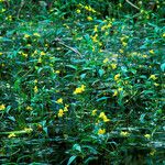 Utricularia radiata Elinympäristö