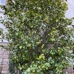 Camellia japonica Συνήθη χαρακτηριστικά