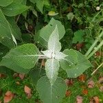 Colquhounia coccinea Leaf