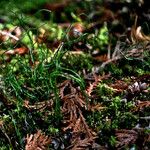 Equisetum scirpoides Habit