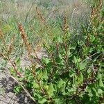 Rumex roseus برگ