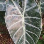 Alocasia longilobaᱥᱟᱠᱟᱢ