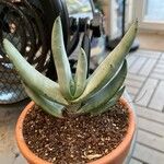 Aloe petricola Hostoa