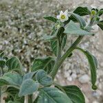 Solanum villosum फूल