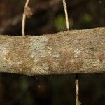 Geniostoma borbonicum Bark
