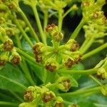 Euphorbia mellifera 花