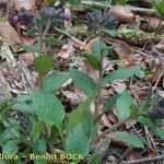 Pulmonaria helvetica موطن