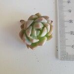 Echeveria derenbergii Foglia