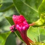 Mirabilis jalapa Λουλούδι