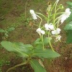 Habenaria procera Hábito