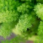 Asparagus tenuifolius Leaf