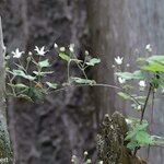 Rubus ursinus 整株植物