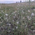 Centaurea diffusa Flor
