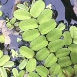 Salvinia natans Leaf