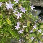 Campanula garganica Flor
