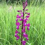 Anacamptis laxiflora Flor