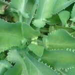 Kalanchoe daigremontianaЛіст