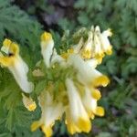 Corydalis nobilis Floro