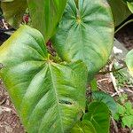 Anthurium faustomirandae Yaprak