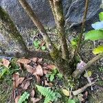 Brunfelsia uniflora 樹皮
