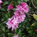 Rhododendron catawbiense Floare