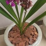 Spathoglottis unguiculata Flower