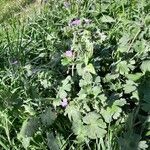 Geranium molle Habit