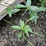 Epilobium roseum Lehti