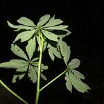 Jacaratia spinosa Blatt