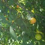 Prunus brigantina Frugt
