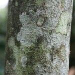 Dombeya punctata Bark