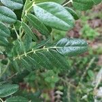 Sophora tomentosa Leaf