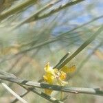 Retama sphaerocarpa Flower