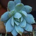 Graptopetalum macdougallii Yaprak