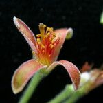 Grewia sapida Flower