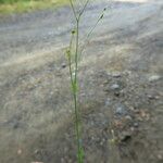 Linum trigynum Bark