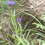 Centaurea montana Flower