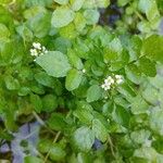 Rorippa nasturtium-aquaticum Leaf