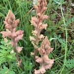 Orobanche caryophyllacea Flor