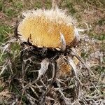 Carlina acanthifolia Vrucht