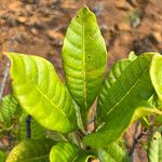 Spiraeanthemum meridionale Leaf