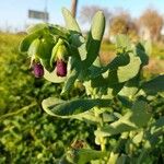 Cerinthe major Лист