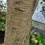 Azara microphylla Hábito