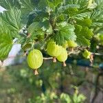 Ribes uva-crispa फल