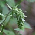 Epipactis bugacensis Bloem