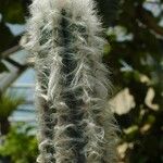 Pilosocereus leucocephalus Leaf