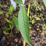 Buddleja japonica ᱥᱟᱠᱟᱢ