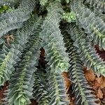 Euphorbia myrsinites Leaf